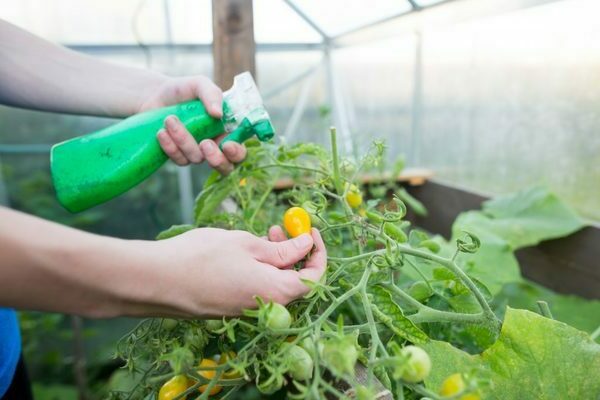 foliar feeding ng mga kamatis sa isang greenhouse