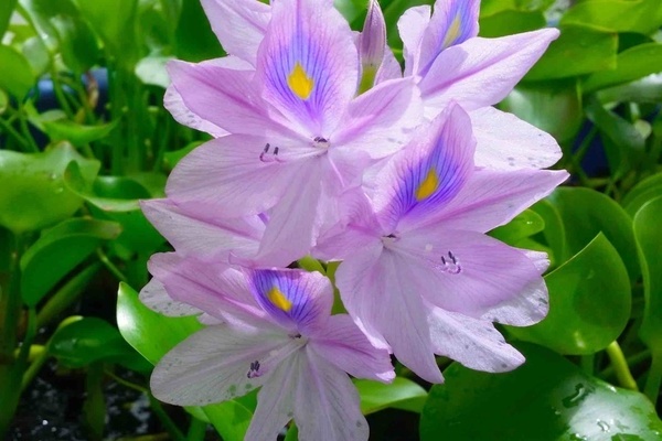 Eichornia water hyacinth