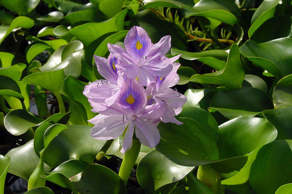 Water hyacinth care