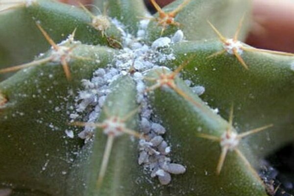 fotografie škodcov kaktusov