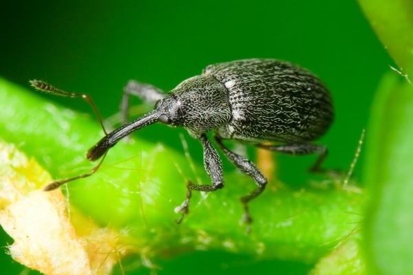 insect pests