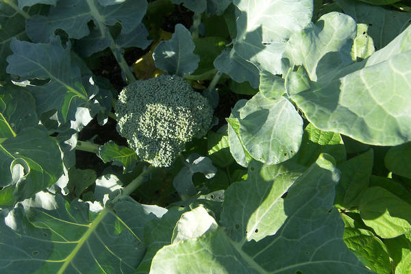 features of growing broccoli