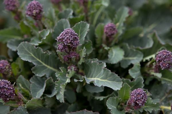 broccoli dyrkning og pleje
