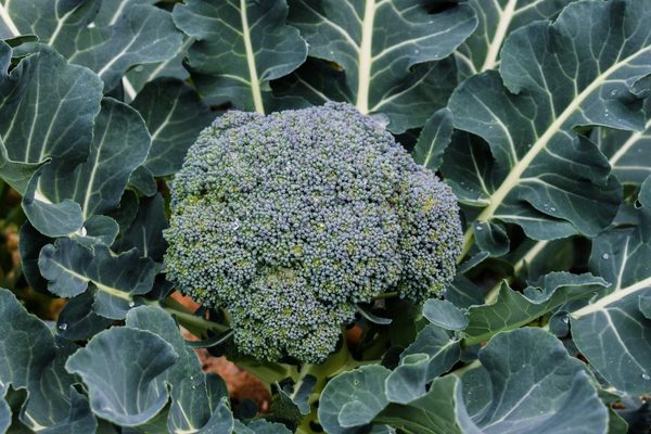 tumbuh brokoli di luar rumah
