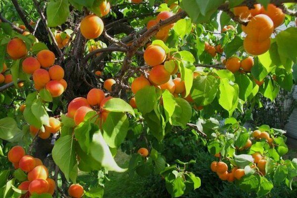 voksende aprikos