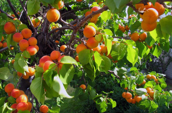 voksende aprikoser