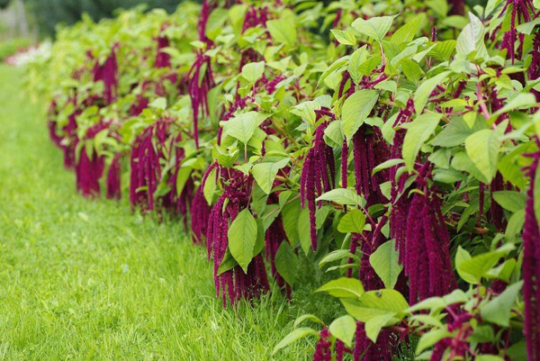 lumalaking amaranth