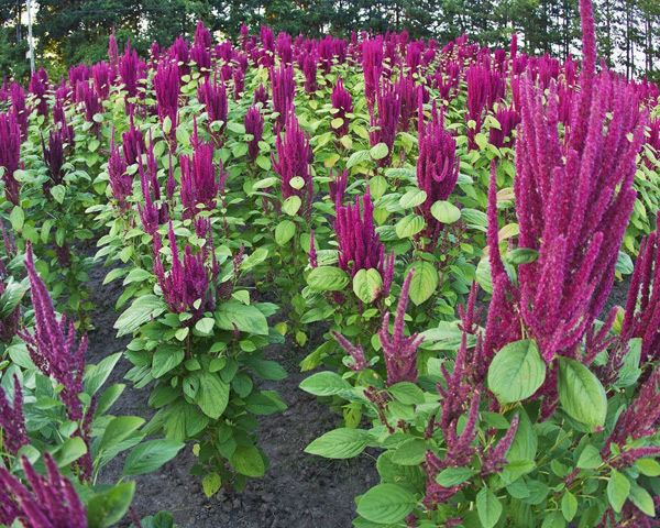 lumalaking amaranth