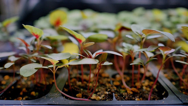 mga amaranth seedling