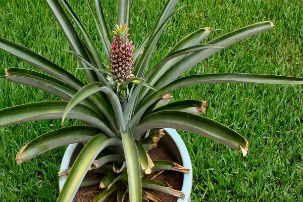 rastúci ananás