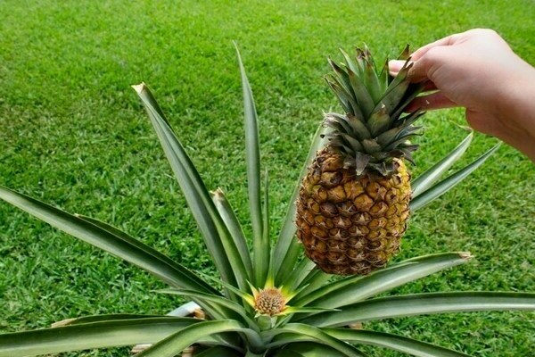 growing pineapple