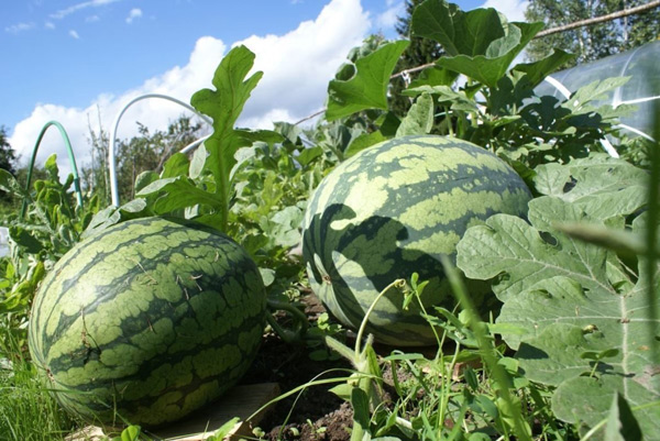 cultivo de sandías