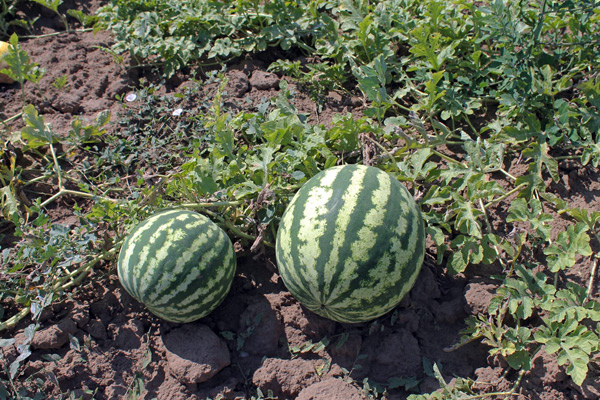 groeiende watermeloenen