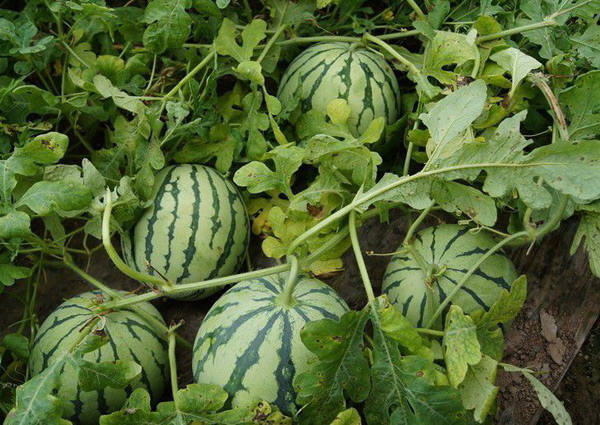 groeiende watermeloenen