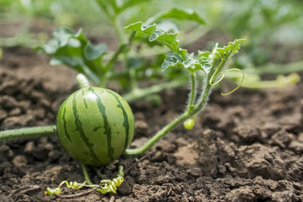 growing watermelons