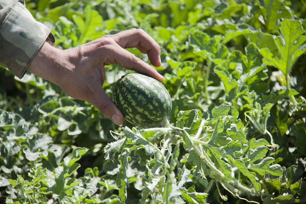 growing watermelons