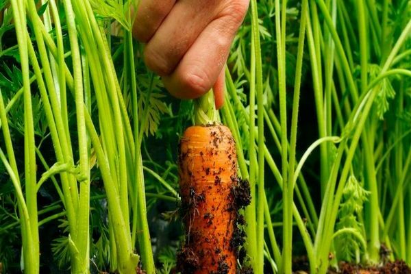 trekk ved å dyrke gulrøtter