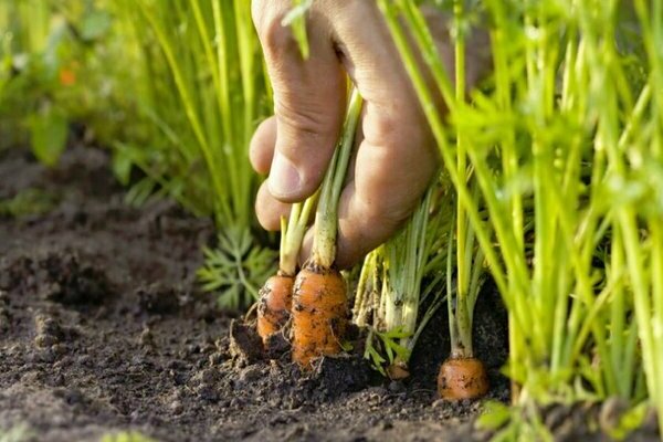 технология за отглеждане на моркови