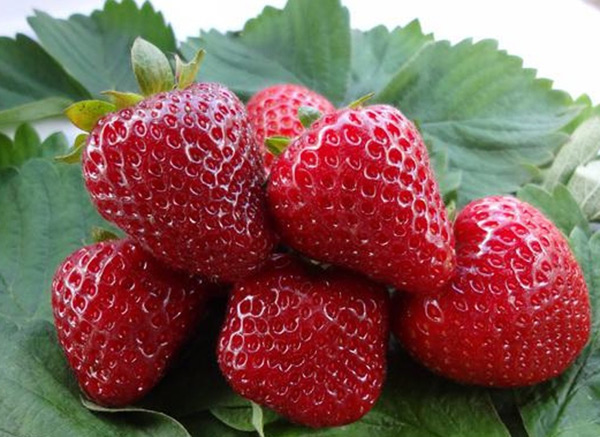 dyrking av remontant jordbær