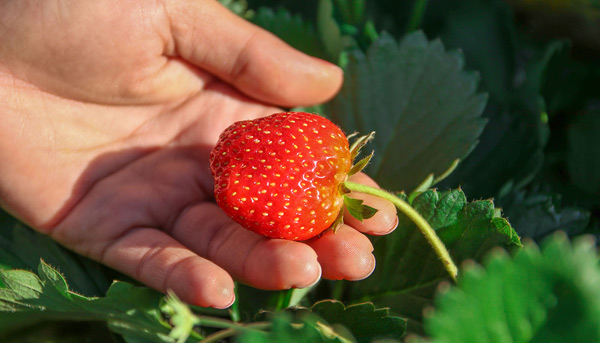 menanam strawberi yang masih ada
