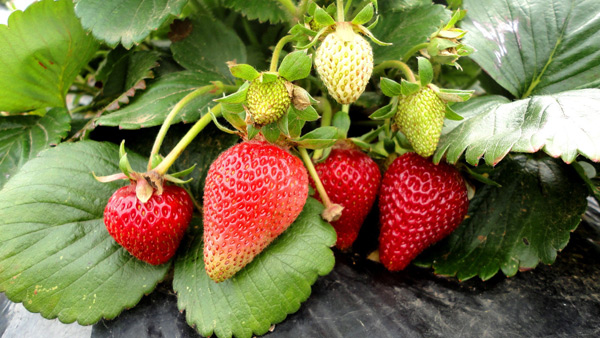 faire pousser des fraises remontantes