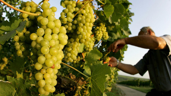 dyrking av druer