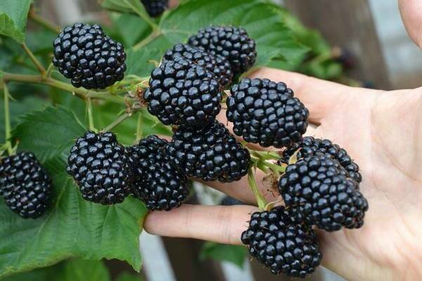 Blackberries: care and cultivation