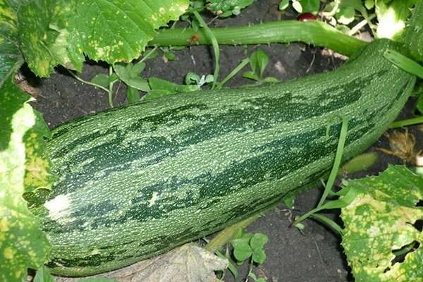 zucchini cultivation + and care