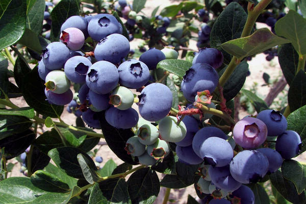 growing blueberries in the garden