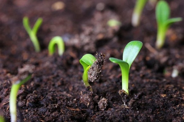 pestovanie semien