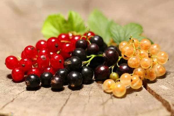 currant care and cultivation