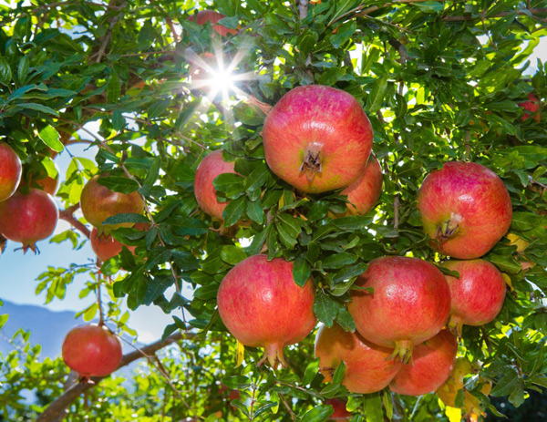 pěstovat granátové jablko