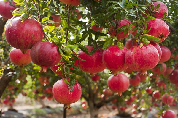 pestovať granátové jablko