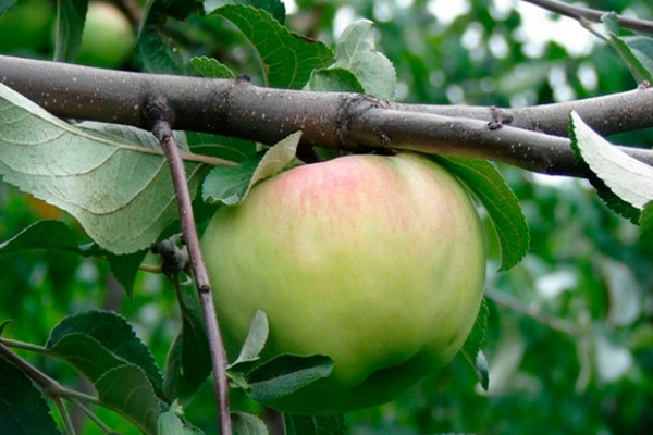 ябълково дърво Богатир