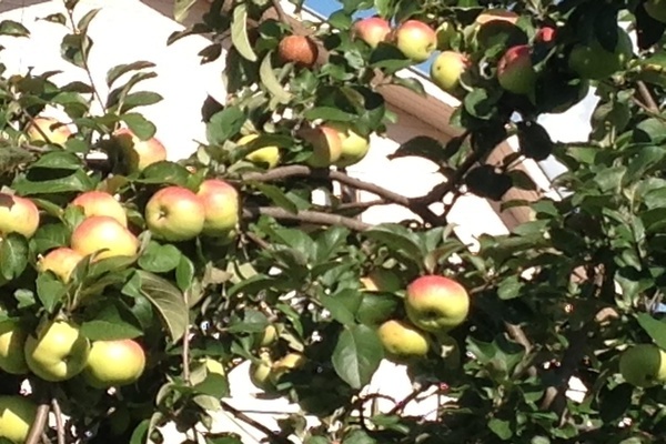 cây táo Bogatyr