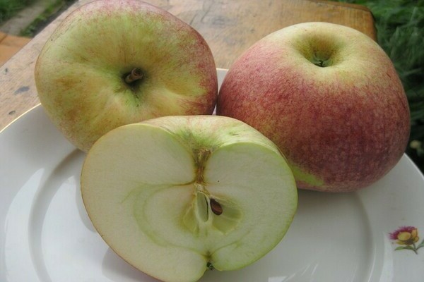 Apple tree Candy: mga kalamangan at kahinaan