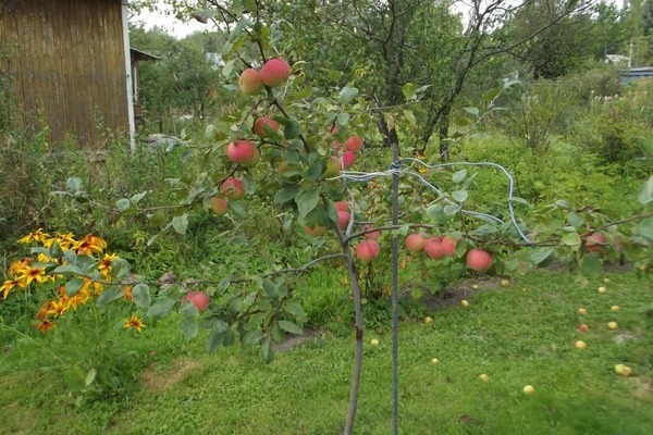 Apple-Tree Candy: foto, dyrkningsregler, omsorg