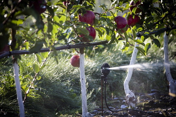 Apple-tree Candy: beskrivelse av bildet av vanning