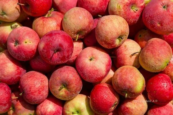 Apple Mantet: general information about the variety