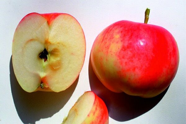 Pokok epal Mantet: kebaikan dan keburukan