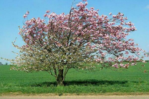 Мантетово ябълково дърво: описание на засаждане и грижи