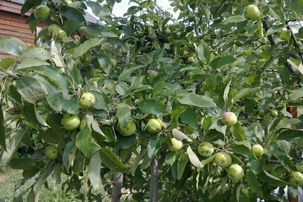 Apple tree Mantet: foto, kulturpleie