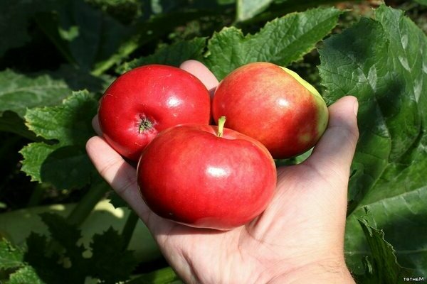 Apple tree Mantet: anmeldelser av sommerboere