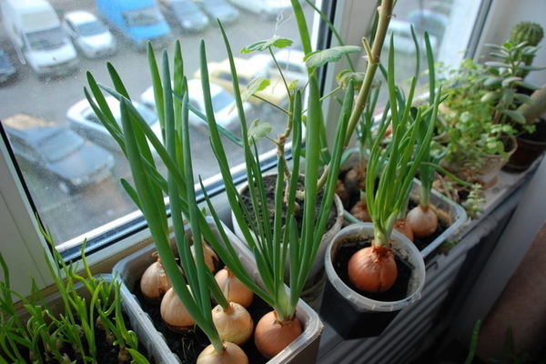 green onions on the windowsill