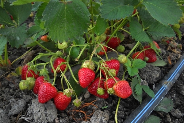 strawberry variety elizabeth photo