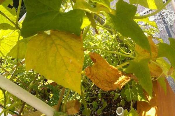 Why do cucumber leaves turn yellow: elimination of unfavorable conditions