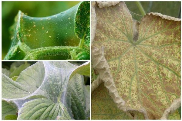 Infected cucumbers: leaves turn yellow. What to do, how to treat.