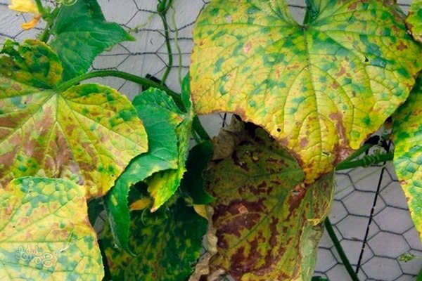 Cucumber leaves turn yellow: natural factors