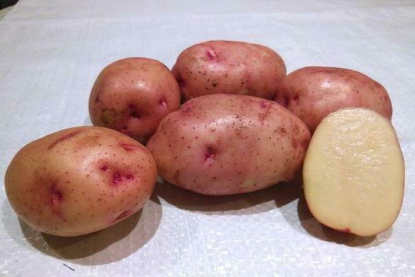 Zhukovsky potatoes