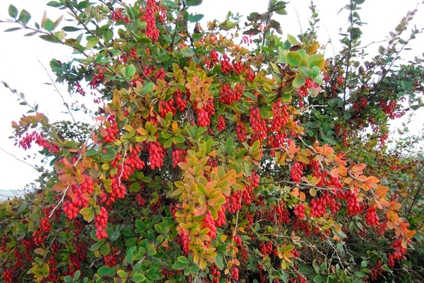 barberry bush